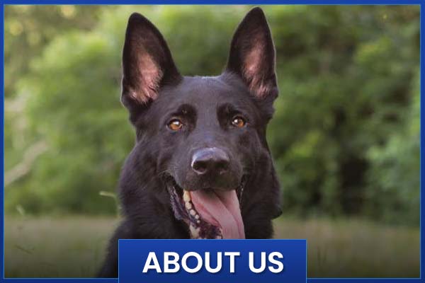 About Us About EasTex K9 Dog Training LLC