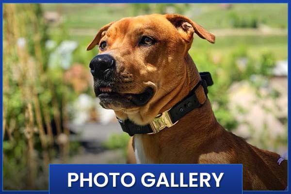 Photo Gallery EasTex K9 Dog Training LLC Photo Gallery